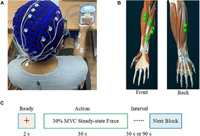 Directed Information Flow Analysis Reveals Muscle Fatigue-Related Changes in Muscle Networks and Corticomuscular Coupling
